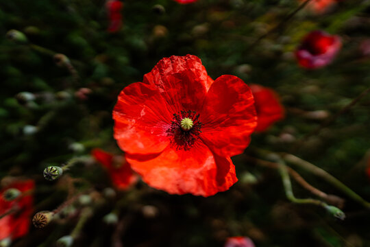 red poppy flower
