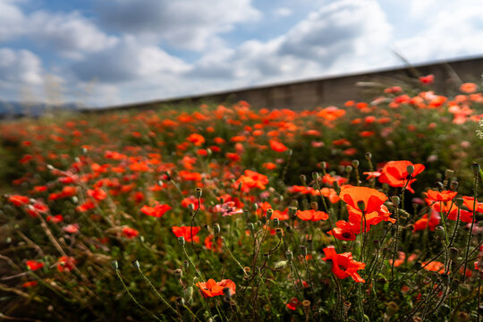 field of red poppies