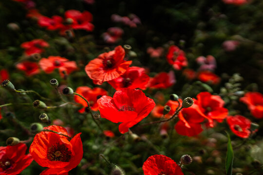 red poppies in the garden