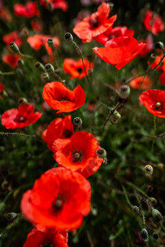 red poppy flowers