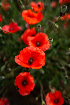 red poppies in the field