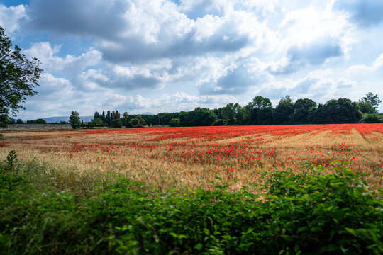 field of poppies