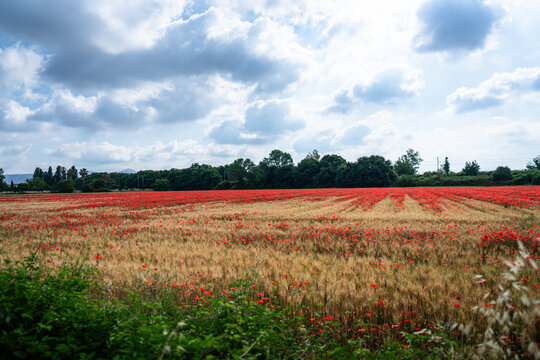 poppy field and blue sky