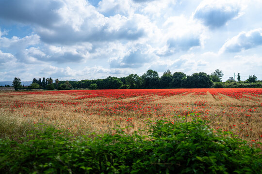 field of poppies and sky