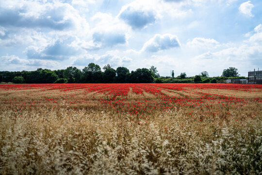 wheat field and poppies
