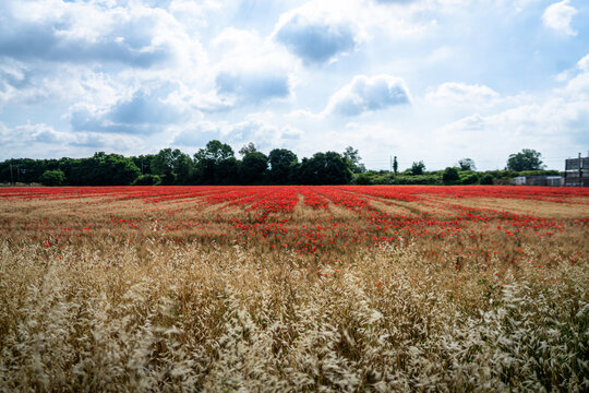 wheat field with poppies