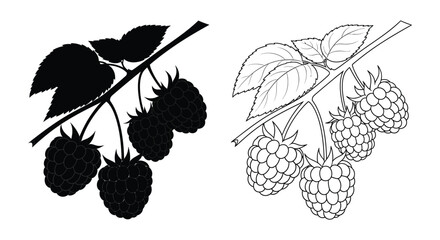Raspberry branch silhouette and line drawing on white background © Munna