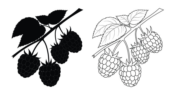 Raspberry branch silhouette and line drawing on white background