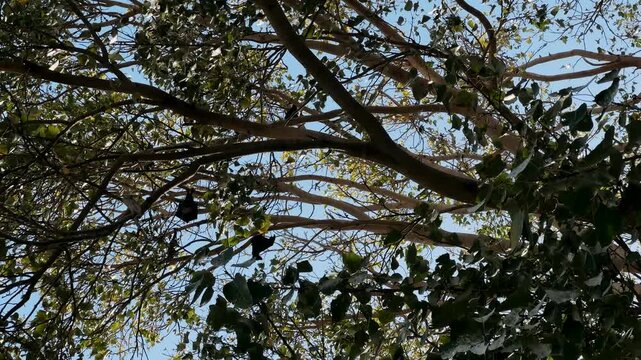 Adult Indian flying foxes Pteropus medius roosting during the day near Yala National Park