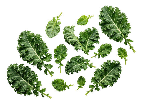 Scattered fresh kale leaves on a clean white background for healthy eating