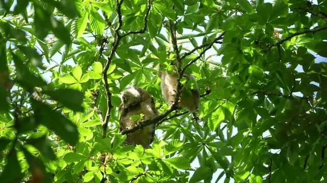 Two cute baby long eared owl chicks preening feathers on a tree branch, lovely young owlets grooming themselves in wild nature surrounded by green leaves on a sunny summer day