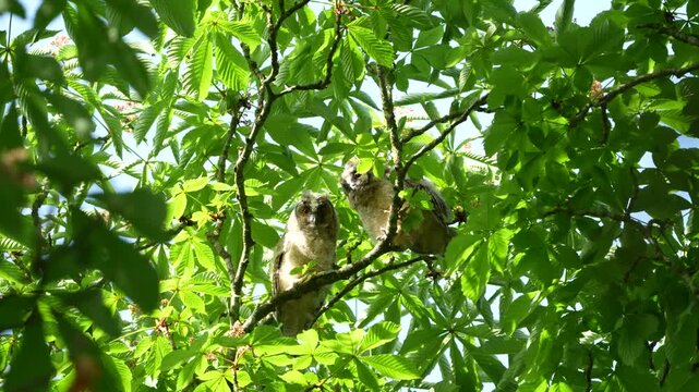 Two cute baby long eared owl chicks sitting on a tree branch in strong wind, young owlets balancing in wild nature surrounded by blowing green leaves on a stormy summer day