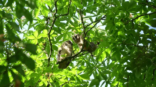 Two cute baby long eared owl chicks sleeping on a tree branch, lovely young owlets dozing in wild nature surrounded by green leaves on a calm summer day