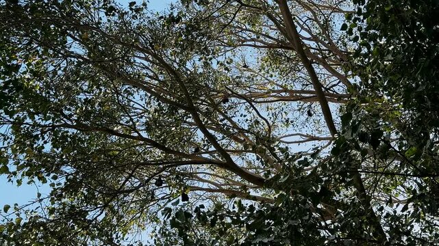 Adult Indian flying foxes Pteropus medius roosting during the day near Yala National Park