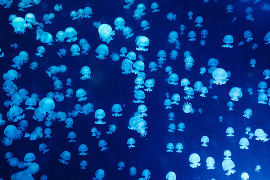 Hundreds of translucent jellyfish drift in deep blue water, their bell-shaped bodies emitting a soft bioluminescent glow. Varied sizes and delicate tentacles