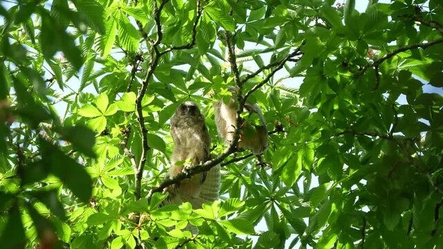Two cute baby long eared owl chicks sitting on a tree branch surrounded by green leaves in wild nature, one owlet stretching its wing on a sunny summer day