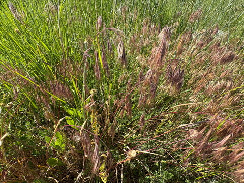 High angle shot of drooping cheatgrass (Bromus tectorum) changing color to purple maroon in a green summer meadow. Beautiful downy brome grass asset for nature, ecology and botanical backgrounds.