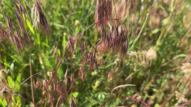 High angle shot of drooping cheatgrass (Bromus tectorum) changing color to purple maroon and swaying gently in a green summer meadow field. Beautiful downy brome grass footage for nature videos.