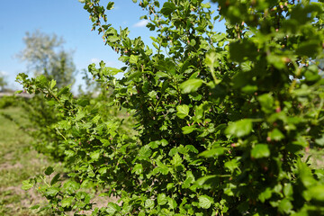 Fototapeta premium Gooseberry plant with lush green foliage and visible flower ovaries in a natural outdoor setting under clear blue sky, showcasing healthy growth and vibrant leaves