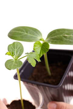 Watermelon and lagenaria seedlings in black plastic pots with soil, showcasing young plants with green leaves and stems, ideal for gardening enthusiasts and agricultural projects