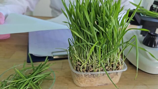 Growing wheatgrass in a lab setting and preparing for health testing in a scientific research facility