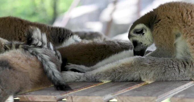 Ring-tailed lemurs resting and grooming together on wooden platform
