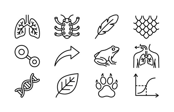 Animal Respiration and Adaptation. Line outline icon set of Animal Respiration and Adaptation: lungs icon, insect spiracles, bird feather, reptile scales, oxygen molecule, evolution arrow, amphibian