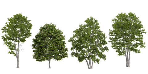 Obraz premium Collection of Aesculus,Alnus plants isolated on white background