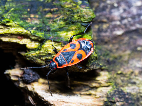 Macro of a firebug (Pyrrhocoris apterus) on a mossy tree bark. Red soldier bug close up
