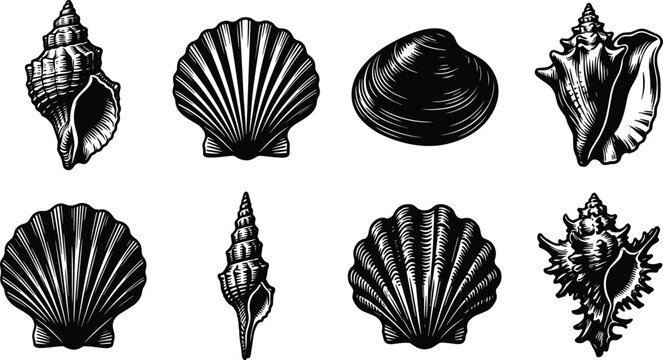 Vintage Seashell Engraving Collection Featuring Scallop Conch Clam and Marine Shell Illustrations