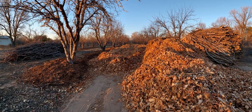 Orchard floor with compost windrows and stacked branches in autumn