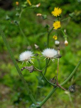Close up of fluffy white sowthistle seed heads in a field, beautiful wild sonchus arvensis blossoms in a green meadow.