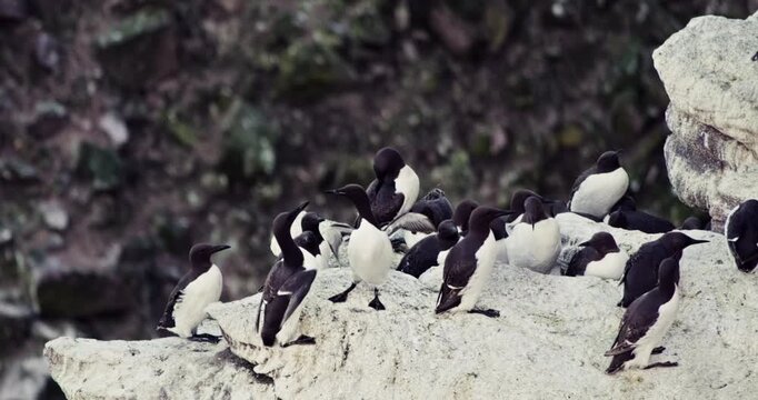 Common murres colony on rock ledge two birds fighting in foreground