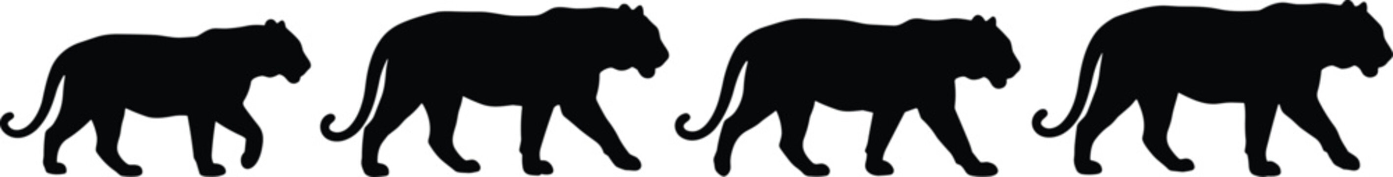 Four black silhouettes of big cats walking in a row, isolated on white background, feline