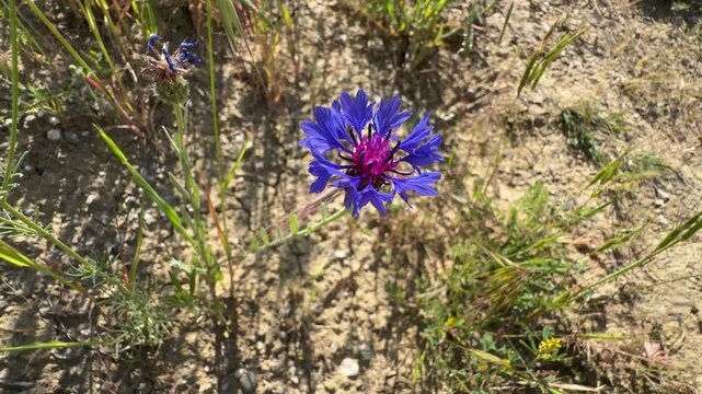 High angle shot of a vibrant blue cornflower (Centaurea cyanus) swaying gently on a dry sandy soil field. Beautiful bachelors button footage for summer nature and cosmetics videos.