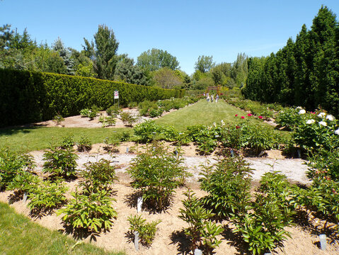 Summer landscape with trees and flowers in the park