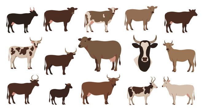 Variety of domestic cattle breeds such as cows and bulls shown in profile and head views for agricultural and livestock design.