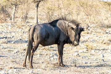 Fototapeta premium Wildebeest in Etosha, Namibia