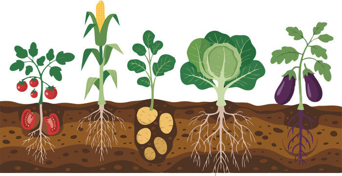 Vegetable plants with root vector illustration.