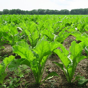 green fodder beet leaves in the field