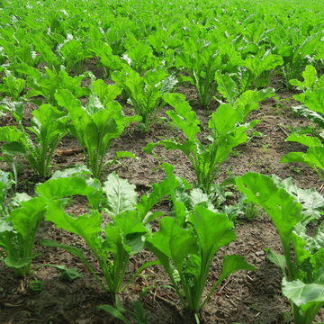 green fodder beet leaves in the field