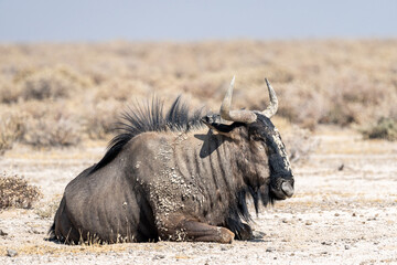 Wildebeest in Etosha, Namibia © Marcel Rudolph-Gajda