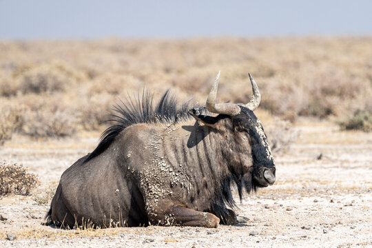Wildebeest in Etosha, Namibia