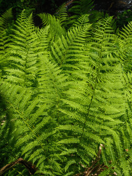 Close up of a fresh green fern leaf in the forest, beautiful macro of fern frond with tropical foliage background.