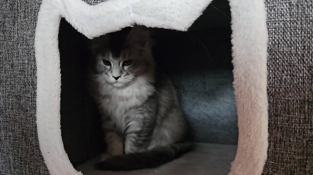 Cat resting inside a cozy hideout in a home environment during the evening
