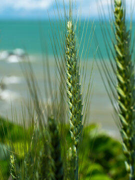 Close up of green wheat ears growing near the water, beautiful agriculture background with turquoise sea and blue sky.