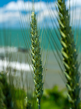 Close up of green wheat ears growing near the water, beautiful agriculture background with turquoise sea and blue sky.