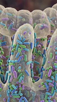 Microscopic view of gut microbiome with beneficial bacteria on intestinal villi. Biological animation of human digestive tract flora for medical research study. Vertical video