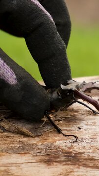A stag beetle in the wild. Selective focus.