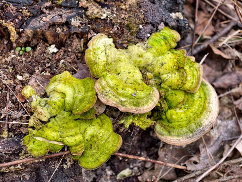 Green parasitic fungi covering an old stump illustrate active forest decay and organic growth processes in nature